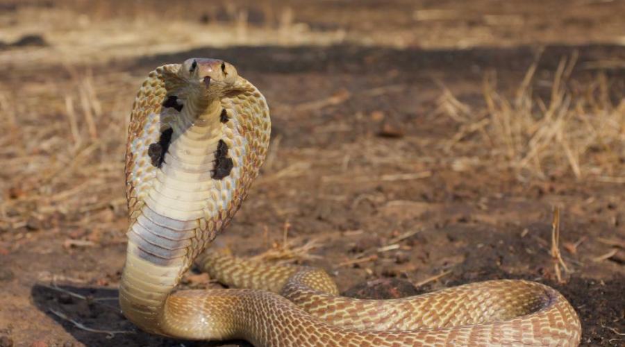 Змеи Африки. Самые опасные и ядовитые