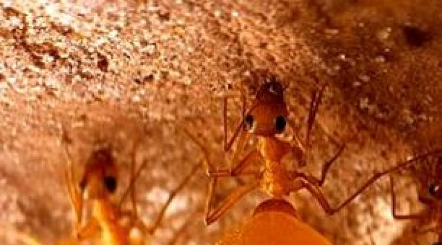 Муравей медовый (camponotus inflatus). Медовые муравьи - Все будет хорошо! — LiveJournal Информация о муравье медовая бабочка